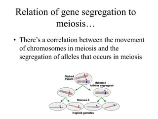 Relation of gene segregation to
meiosis…
• There’s a correlation between the movement
of chromosomes in meiosis and the
segregation of alleles that occurs in meiosis
 