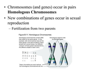 • Chromosomes (and genes) occur in pairs
Homologous Chromosomes
• New combinations of genes occur in sexual
reproduction
– Fertilization from two parents
 