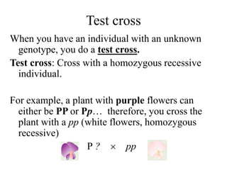 Test cross
When you have an individual with an unknown
genotype, you do a test cross.
Test cross: Cross with a homozygous recessive
individual.
For example, a plant with purple flowers can
either be PP or Pp… therefore, you cross the
plant with a pp (white flowers, homozygous
recessive)
P ?  pp
 