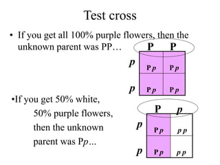 Test cross
• If you get all 100% purple flowers, then the
unknown parent was PP…
P p P p
P p P p
P P
p
p
P p p p
P p p p
P p
p
p
•If you get 50% white,
50% purple flowers,
then the unknown
parent was Pp…
 