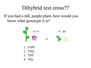 Dihybrid test cross??
If you had a tall, purple plant, how would you
know what genotype it is?

tt pp
?? ??
1. TTPP
2. TTPp
3. TtPP
4. TtPp
 
