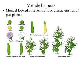 Mendel’s peas
• Mendel looked at seven traits or characteristics of
pea plants:
 