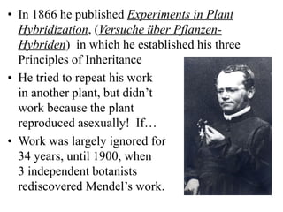 • In 1866 he published Experiments in Plant
Hybridization, (Versuche über Pflanzen-
Hybriden) in which he established his three
Principles of Inheritance
• He tried to repeat his work
in another plant, but didn’t
work because the plant
reproduced asexually! If…
• Work was largely ignored for
34 years, until 1900, when
3 independent botanists
rediscovered Mendel’s work.
 