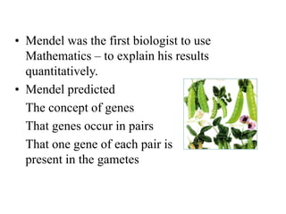 • Mendel was the first biologist to use
Mathematics – to explain his results
quantitatively.
• Mendel predicted
The concept of genes
That genes occur in pairs
That one gene of each pair is
present in the gametes
 