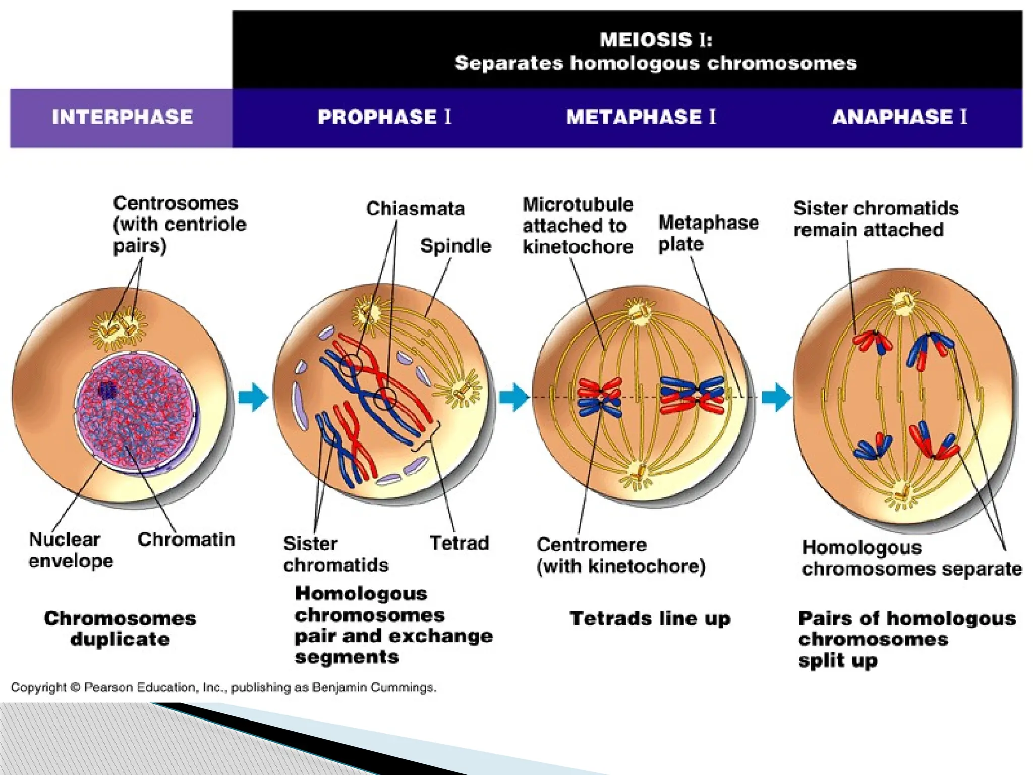 Unlock Mitosis & Meiosis: Quiz & Video Tutor Session Inside! - m7y0olj
