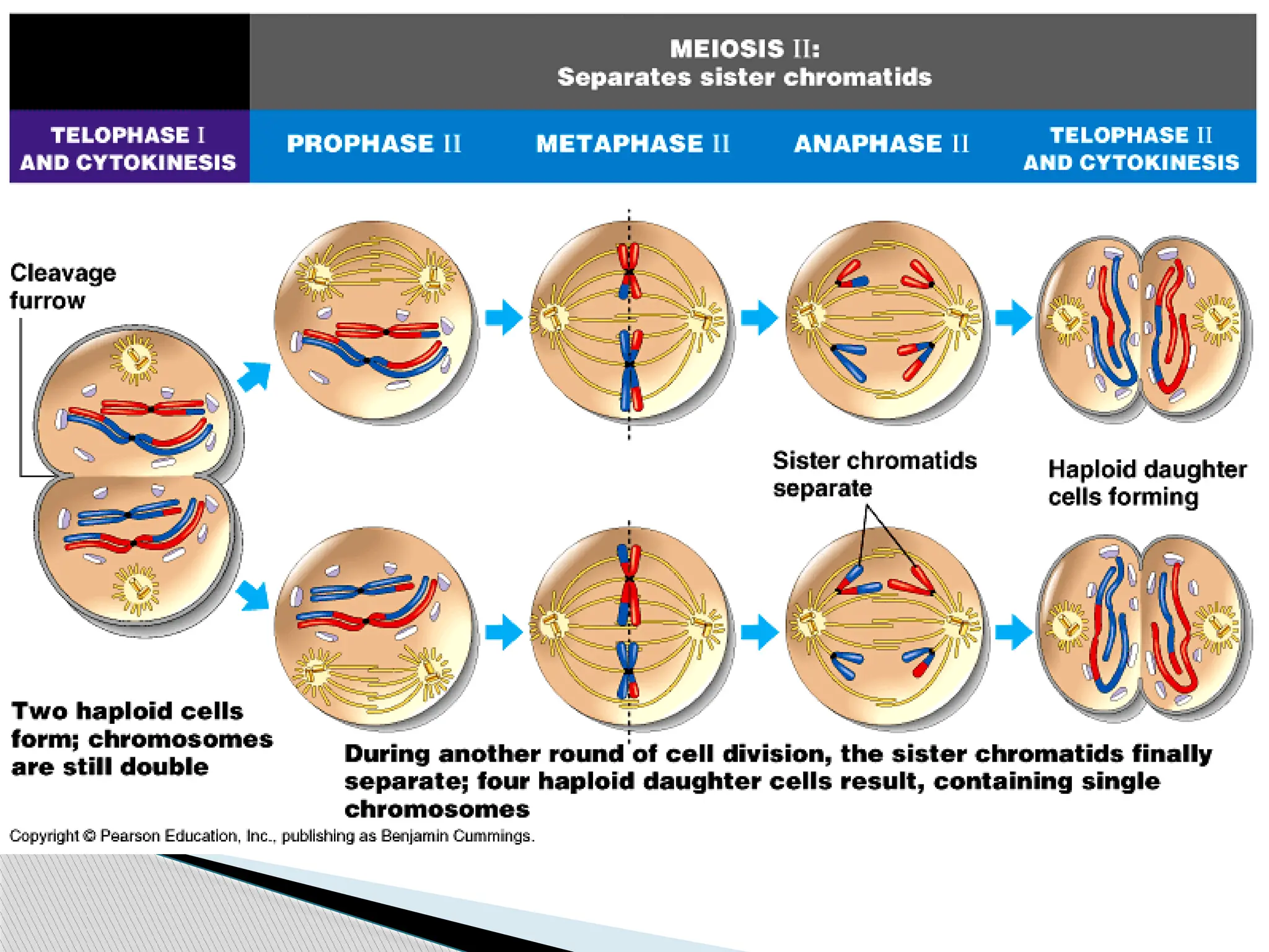 Unlock Mitosis & Meiosis: Video Tutor Session & Quiz Included! - s7nq61f
