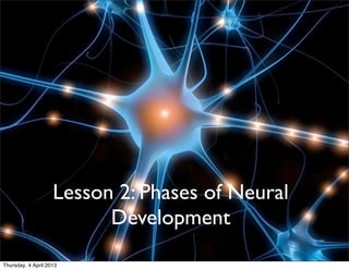 PHASES OF NEURAL DEVELOPMENT IN
                             LEARNING




                    Lesson 2: Phases of Neural
                          Development
Thursday, 4 April 2013
 