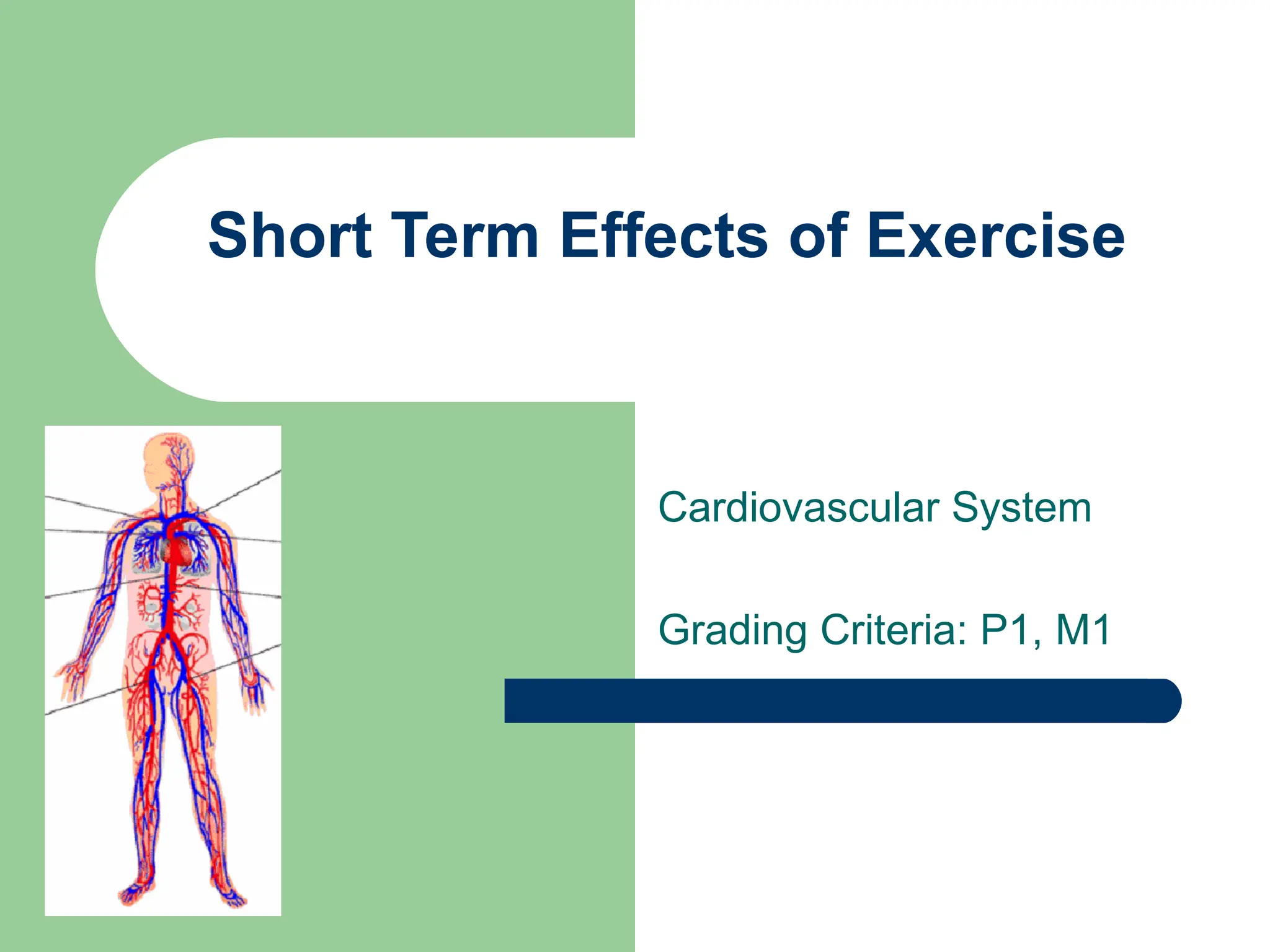 Short Term Effects of Exercise Cardiovascular System Grading Criteria: P1, M1 