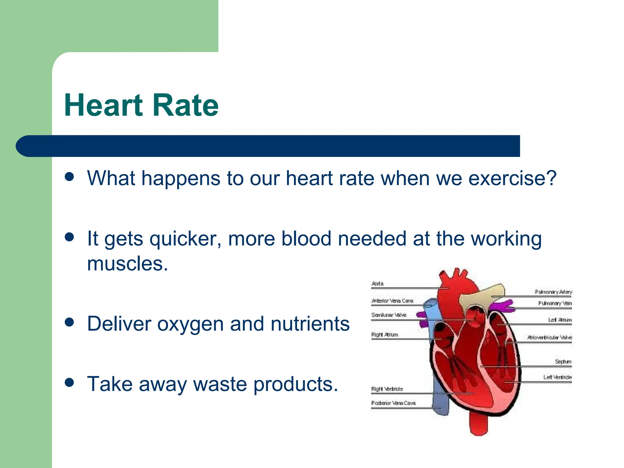 Heart Rate What happens to our heart rate when we exercise? It gets quicker, more blood needed at the working muscles. Deliver oxygen and nutrients Take away waste products. 