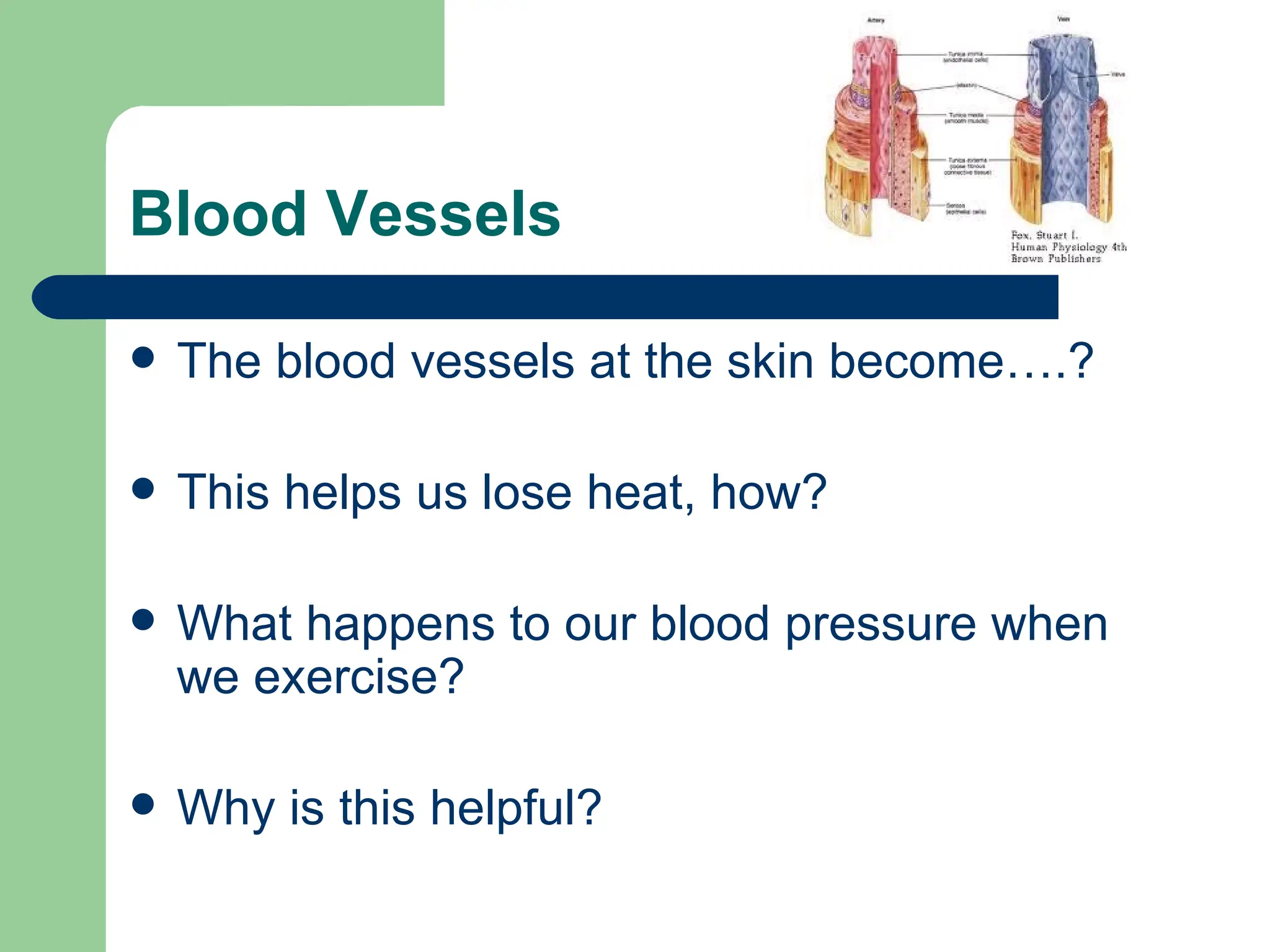 Blood Vessels The blood vessels at the skin become….? This helps us lose heat, how? What happens to our blood pressure when we exercise? Why is this helpful? 