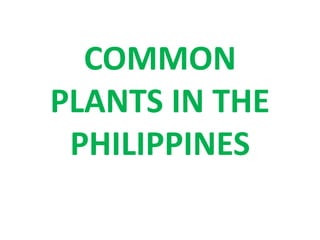 COMMON 
PLANTS IN THE 
PHILIPPINES 
 