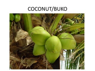COCONUT/BUKO