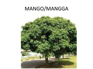 MANGO/MANGGA