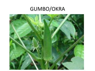 GUMBO/OKRA