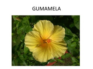 GUMAMELA