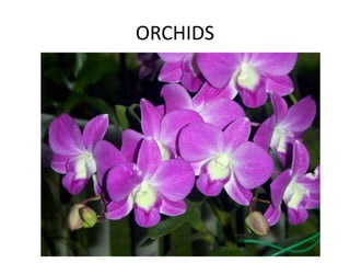 ORCHIDS