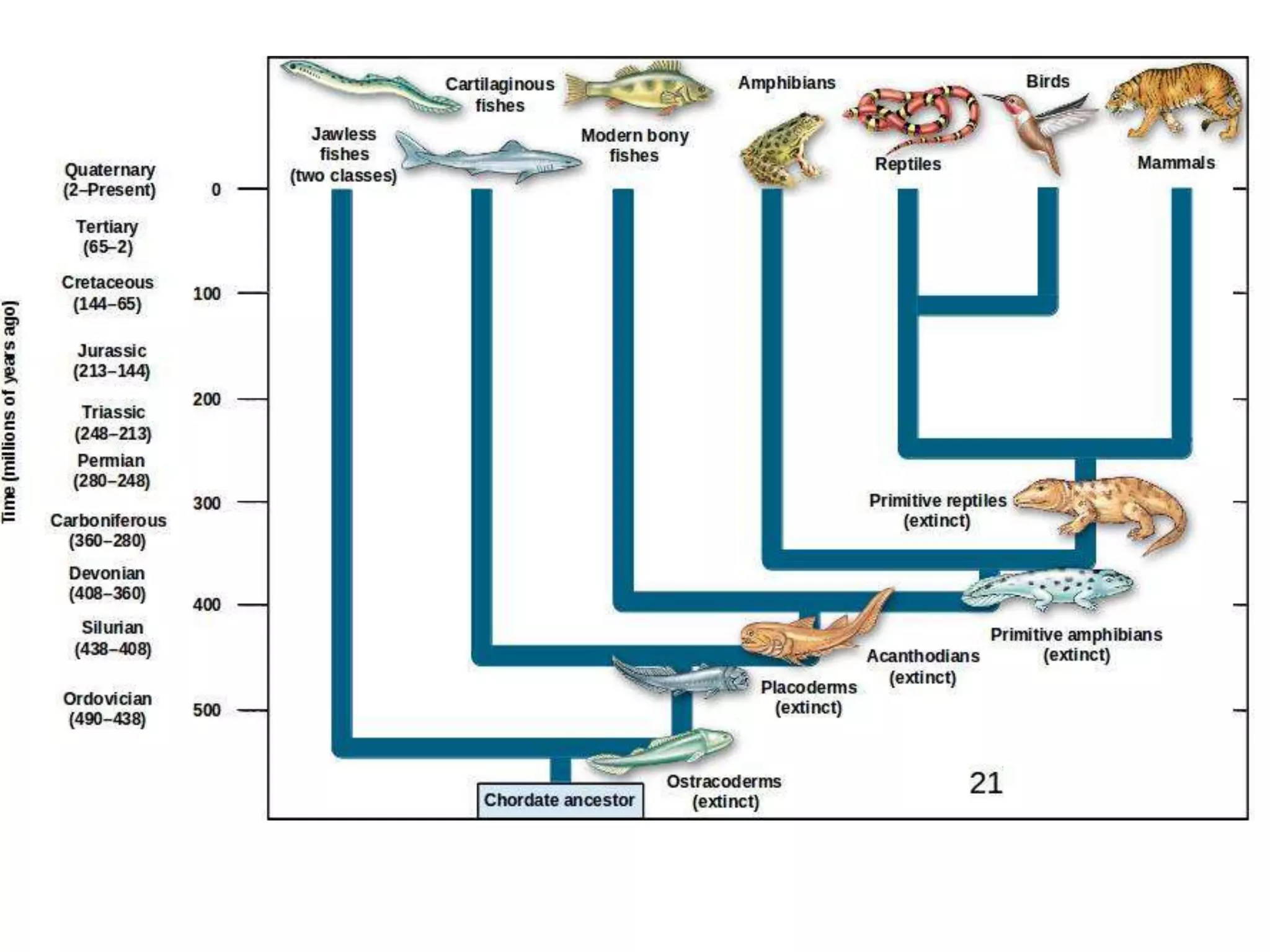 A parade of evolution since ancient times : r/Naturewasmetal