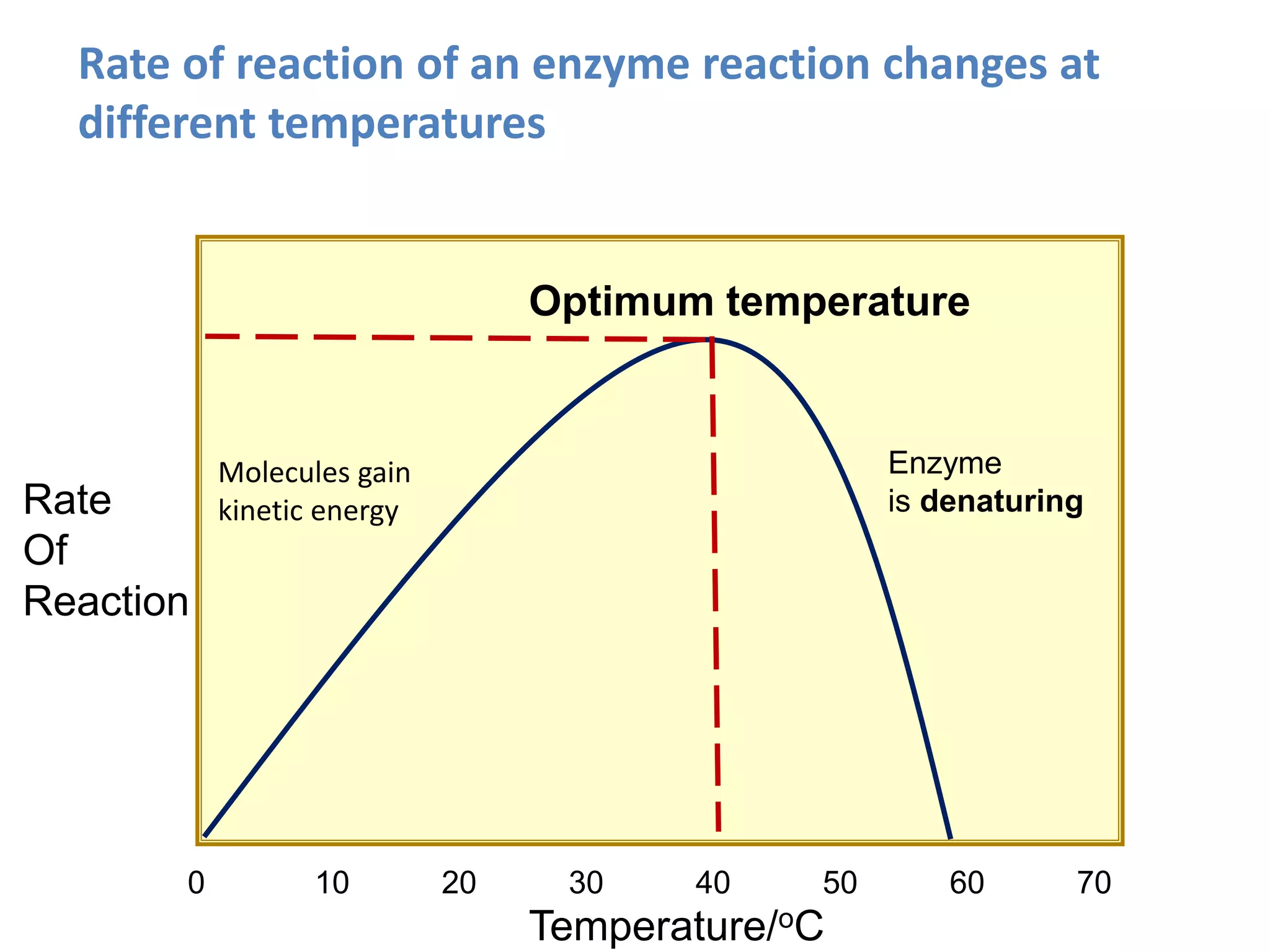 Rate
Of
Reaction
Temperature/oC
0 10 20 30 40 50 60 70
Optimum temperature
Enzyme
is denaturing
Rate of reaction of an enzyme reaction changes at
different temperatures
Molecules gain
kinetic energy
 