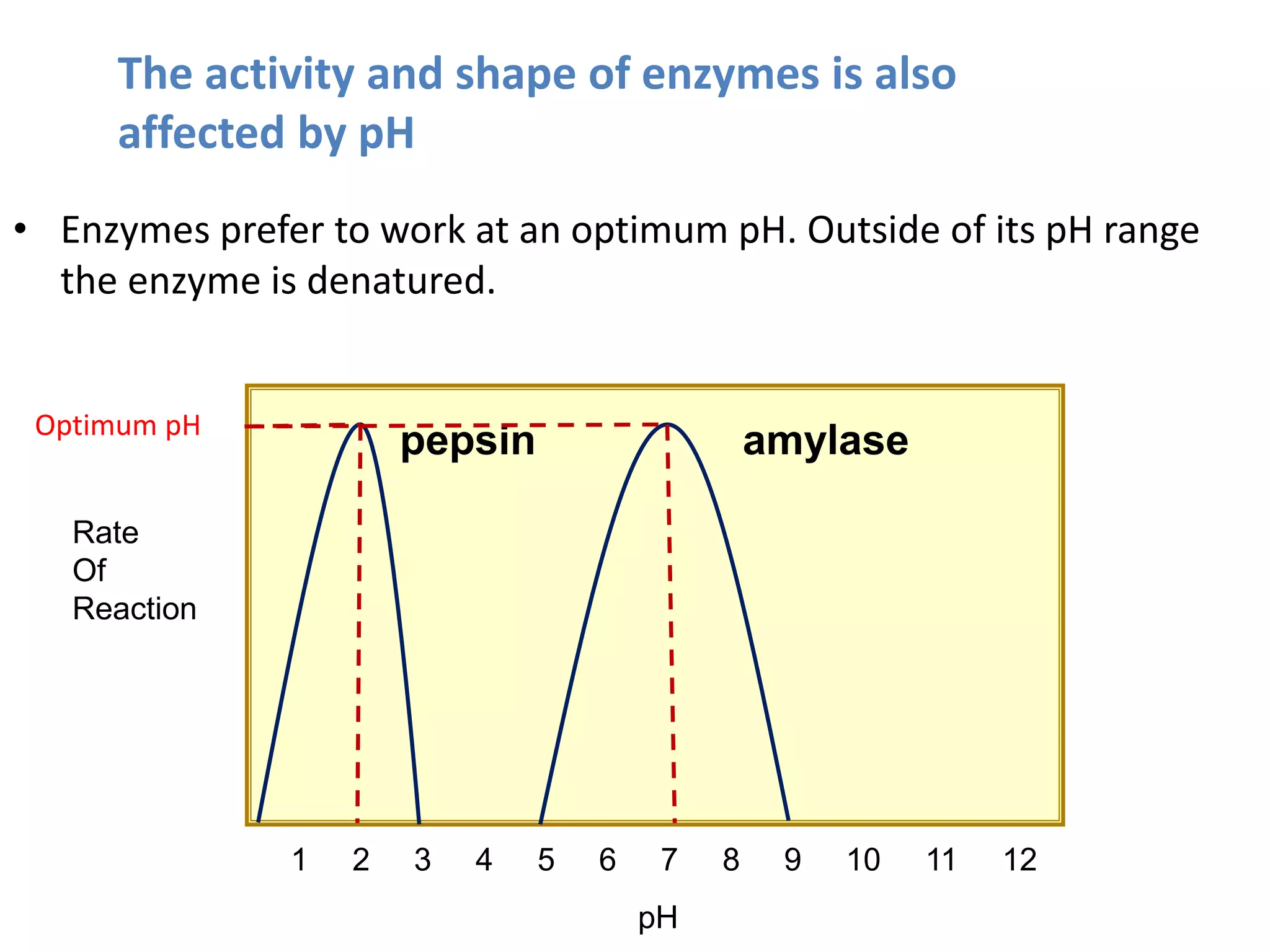 • Enzymes prefer to work at an optimum pH. Outside of its pH range
the enzyme is denatured.
Rate
Of
Reaction
pH
1 2 3 4 5 6 7 8 9 10 11 12
pepsin amylase
The activity and shape of enzymes is also
affected by pH
Optimum pH
 