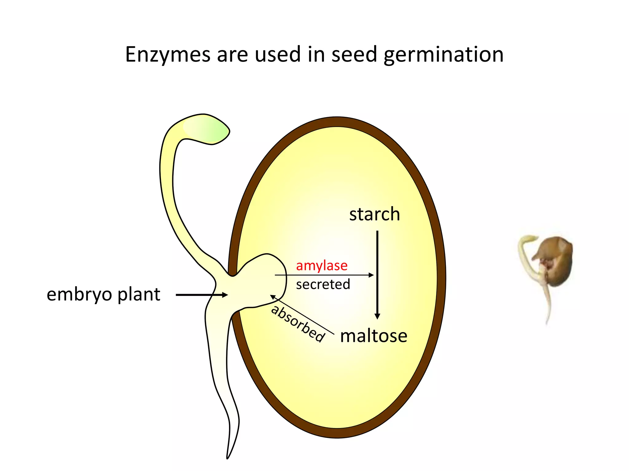Enzymes are used in seed germination
starch
embryo plant
amylase
secreted
maltose
 
