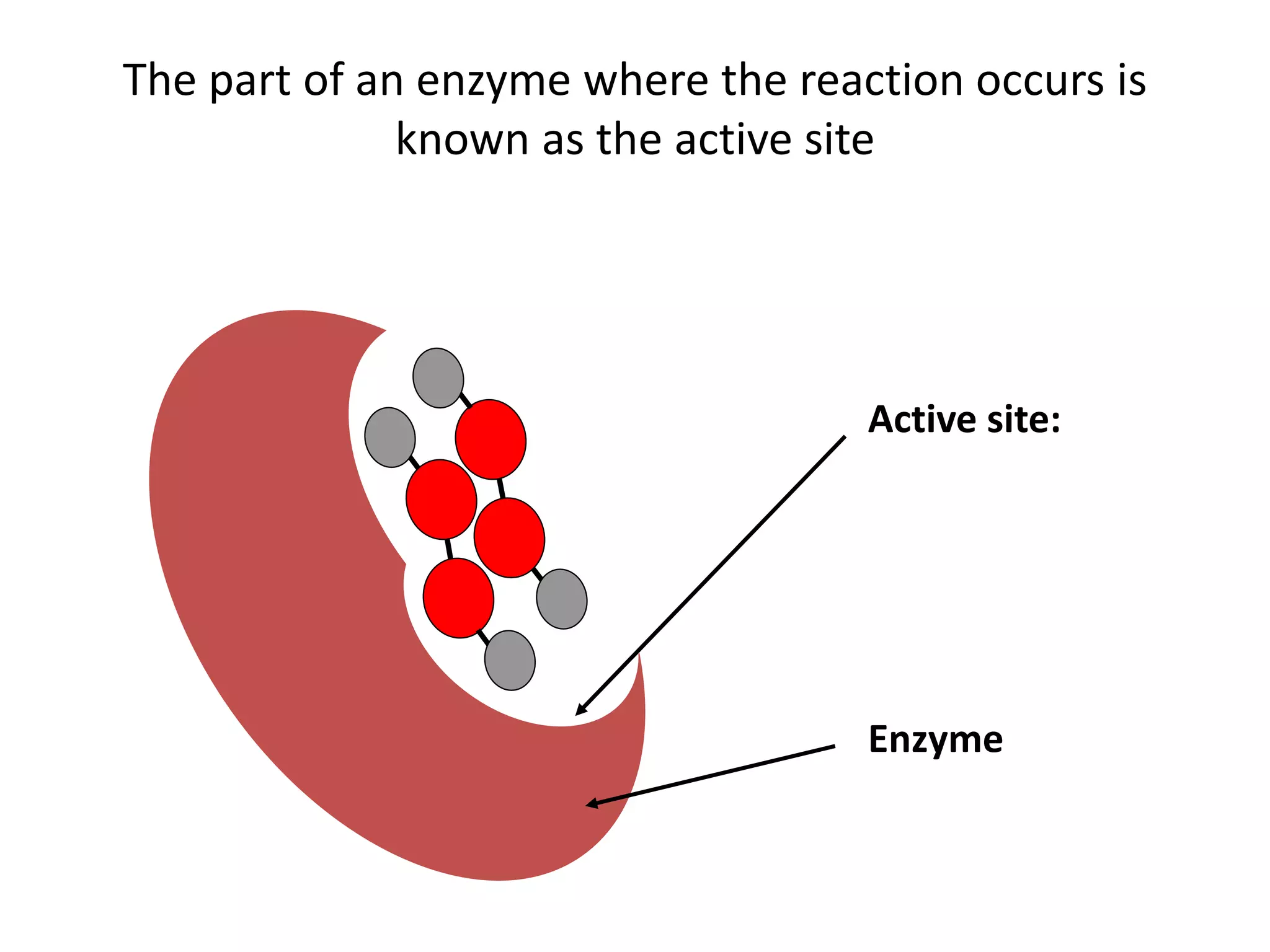 The part of an enzyme where the reaction occurs is
known as the active site
Active site:
Enzyme
 
