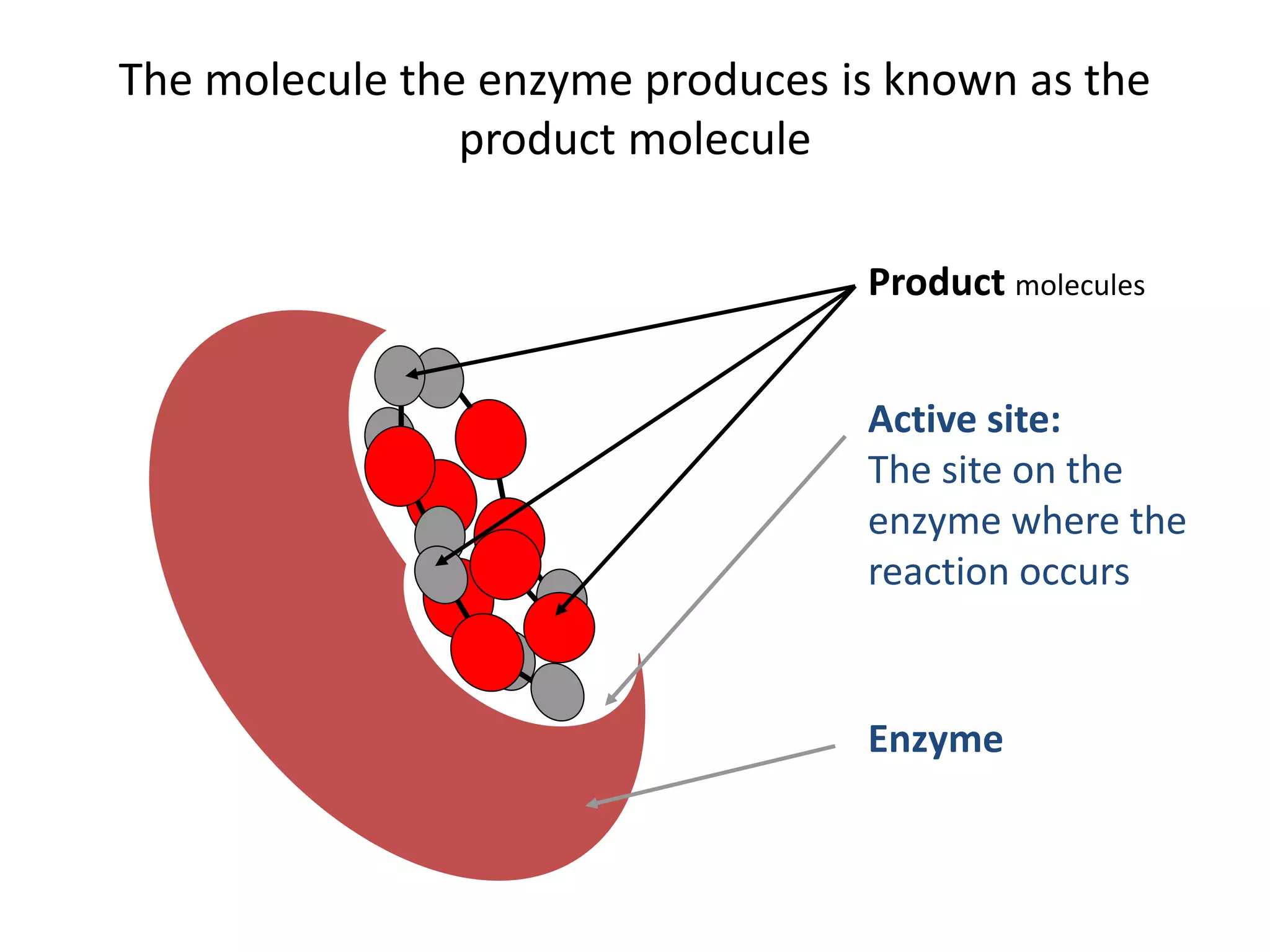 The molecule the enzyme produces is known as the
product molecule
Active site:
The site on the
enzyme where the
reaction occurs
Enzyme
Product molecules
 