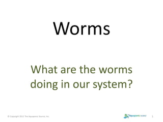 Worms 
What are the worms 
doing in our system? 
© Copyright 2012 The Aquaponic Source, Inc. 1 
 
