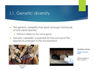 I.1. Genetic diversity
 The genetic variability that exists amongst individuals
of one same species.
 Different alleles for the same genes.
 Genetic variability is essential for the survival of the
species to changes in the environment.
Oryctolagus cuniculus
Domestic European
rabbit
Different alleles for
dark or light fur.
Zea mays
Corn
 