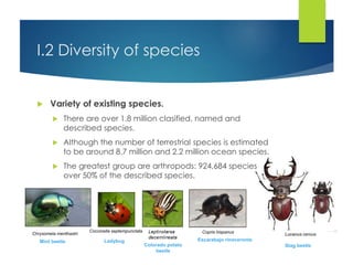 Lucanus cervus
I.2 Diversity of species
 Variety of existing species.
 There are over 1.8 million clasified, named and
described species.
 Although the number of terrestrial species is estimated
to be around 8.7 million and 2.2 million ocean species.
 The greatest group are arthropods: 924,684 species
over 50% of the described species.
Stag beetle
Copris hispanus
Escarabajo rinoceronte
Colorado potato
beetle
Coccinella septempunctata
Ladybug
Chrysomela menthastri
Mint beetle
 