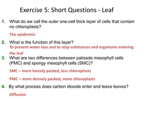 Exercise 5: Short Questions - Leaf
1. What do we call the outer one-cell thick layer of cells that contain
no chloroplasts?
2. What is the function of this layer?
3. What are two differences between palisade mesophyll cells
(PMC) and spongy mesophyll cells (SMC)?
4. By what process does carbon dioxide enter and leave leaves?
The epidermis
To prevent water loss and to stop substances and organisms entering
the leaf
SMC – more loosely packed, less chloroplasts
Diffusion
PMC – more densely packed, more chloroplasts
 
