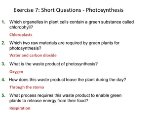 Exercise 7: Short Questions - Photosynthesis
1. Which organelles in plant cells contain a green substance called
chlorophyll?
2. Which two raw materials are required by green plants for
photosynthesis?
3. What is the waste product of photosynthesis?
4. How does this waste product leave the plant during the day?
5. What process requires this waste product to enable green
plants to release energy from their food?
Chloroplasts
Water and carbon dioxide
Oxygen
Through the stoma
Respiration
 