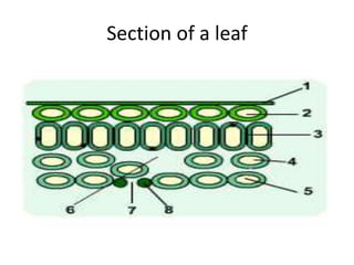 Section of a leaf
 