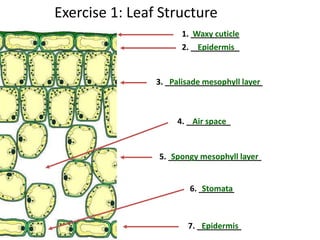 Exercise 1: Leaf Structure
1. ___________
2. ___________
3. ______________________
5. _____________________
7. __________
6. ________
4. __________
Waxy cuticle
Epidermis
Palisade mesophyll layer
Spongy mesophyll layer
Epidermis
Stomata
Air space
 