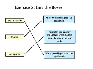 Exercise 2: Link the Boxes
Waxy cuticle
Stoma
Air spaces Waterproof layer atop the
epidermis
Pores that allow gaseous
exchange
Found in the spongy
mesophyll layer, enable
gases to reach the leaf
cells
 