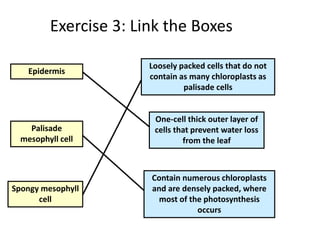 Exercise 3: Link the Boxes
Epidermis
Palisade
mesophyll cell
Spongy mesophyll
cell
Contain numerous chloroplasts
and are densely packed, where
most of the photosynthesis
occurs
Loosely packed cells that do not
contain as many chloroplasts as
palisade cells
One-cell thick outer layer of
cells that prevent water loss
from the leaf
 