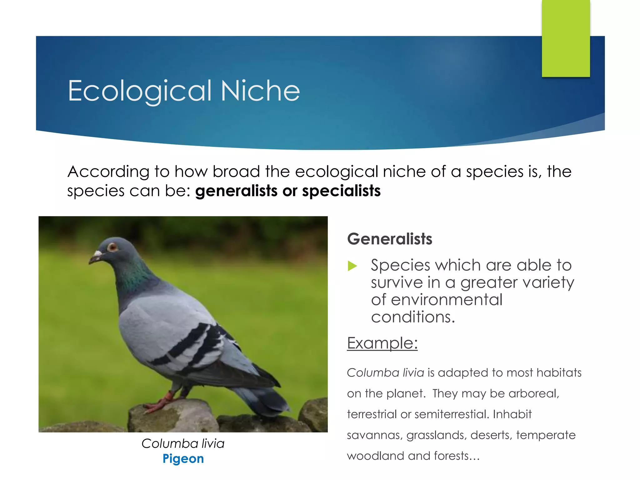 Ecological Niche
Generalists
 Species which are able to
survive in a greater variety
of environmental
conditions.
Example:
Columba livia is adapted to most habitats
on the planet. They may be arboreal,
terrestrial or semiterrestial. Inhabit
savannas, grasslands, deserts, temperate
woodland and forests…
According to how broad the ecological niche of a species is, the
species can be: generalists or specialists
Columba livia
Pigeon
 