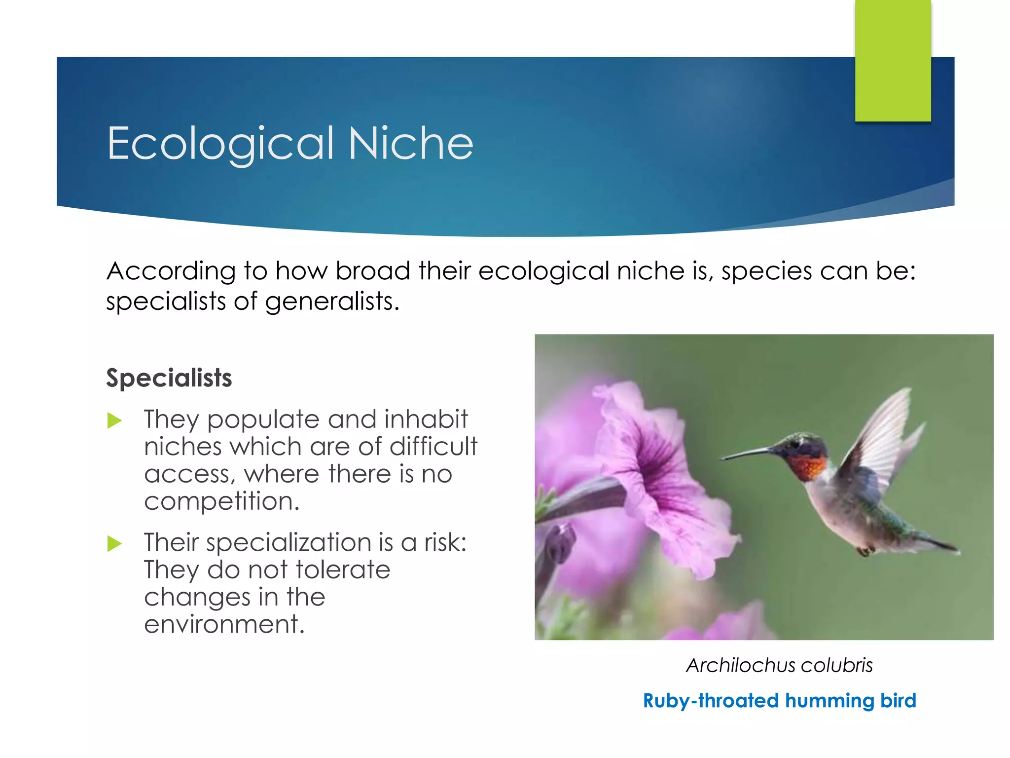 Ecological Niche
Specialists
 They populate and inhabit
niches which are of difficult
access, where there is no
competition.
 Their specialization is a risk:
They do not tolerate
changes in the
environment.
According to how broad their ecological niche is, species can be:
specialists of generalists.
Archilochus colubris
Ruby-throated humming bird
 