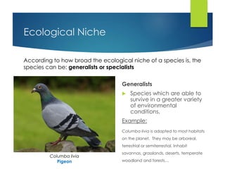 Ecological Niche
Generalists
 Species which are able to
survive in a greater variety
of environmental
conditions.
Example:
Columba livia is adapted to most habitats
on the planet. They may be arboreal,
terrestrial or semiterrestial. Inhabit
savannas, grasslands, deserts, temperate
woodland and forests…
According to how broad the ecological niche of a species is, the
species can be: generalists or specialists
Columba livia
Pigeon
 