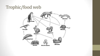 Lesson 28 trophic relationships | PPTX