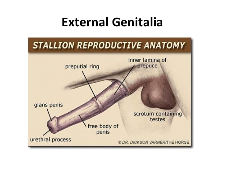 Stallion Reproductive System Anatomy