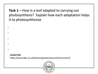 -
-
-
-
-
Task 1 – How is a leaf adapted to carrying out
photosynthesis? Explain how each adaptation helps
it to photosynthesise
Useful link
https://www.bbc.co.uk/bitesize/guides/zpwmxnb/revision/2
 