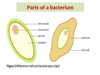 Parts of a bacterium
 