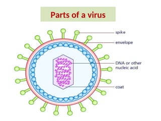 Parts of a virus
 