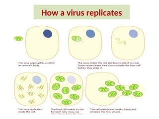 How a virus replicates
 