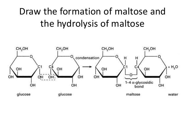 Lesson 2 Carbohydrates