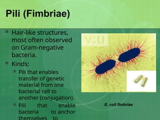 Pili Structure Simple LESSON 2 CELL STRUCTURE TAXONOMyyyyyyyyyyyyyyyyY.pptx