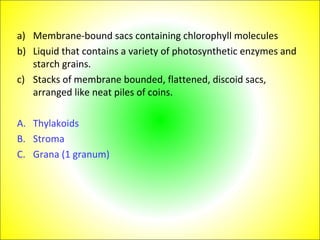 a) Membrane-bound sacs containing chlorophyll molecules 
b) Liquid that contains a variety of photosynthetic enzymes and 
starch grains. 
c) Stacks of membrane bounded, flattened, discoid sacs, 
arranged like neat piles of coins. 
A. Thylakoids 
B. Stroma 
C. Grana (1 granum) 
 