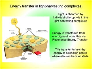 Energy transfer in light-harvesting complexes 
Light is absorbed by 
individual chlorophylls in the 
light-harvesting complexes 
Energy is transferred from 
one pigment to another via 
Resonance Energy Transfer 
This transfer funnels the 
energy to a reaction centre 
where electron transfer starts 
