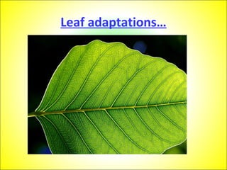 Leaf adaptations… 
 