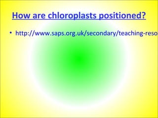 How are chloroplasts positioned? 
• http://www.saps.org.uk/secondary/teaching-resources/ 